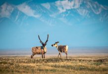 ANWR