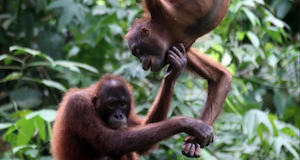 borneo rainforest