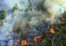 amazon rainforest carbon emitter